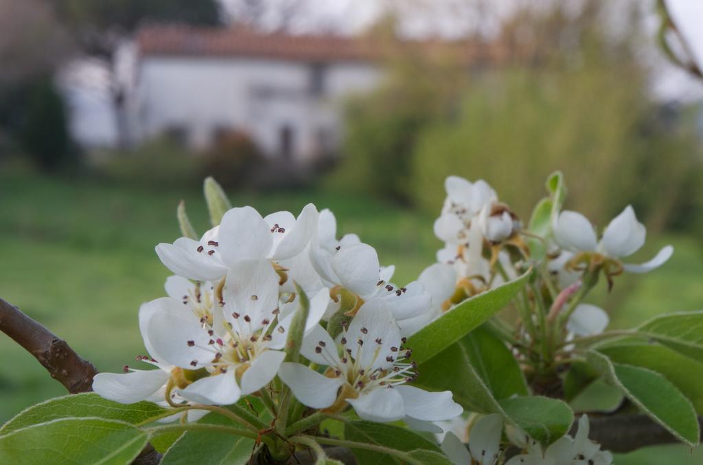 Podere Pinzicalari