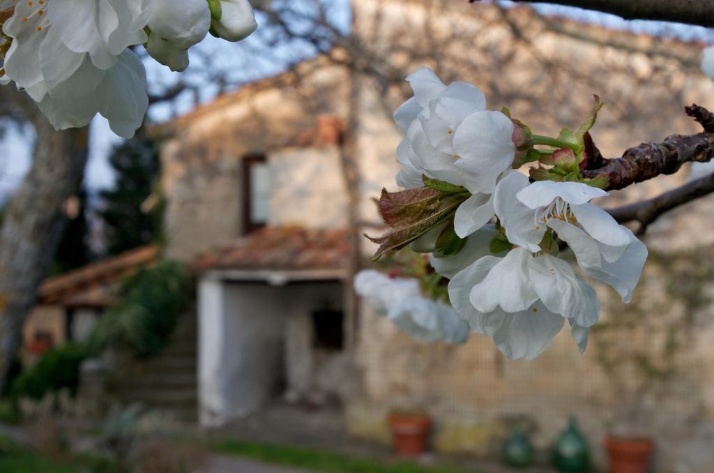 Bed and breakfast Podere Pinzicalari